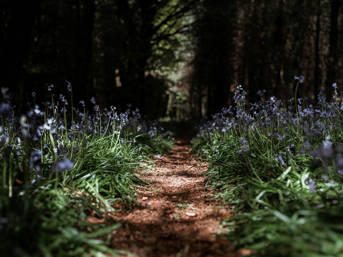 countryside-spring-path