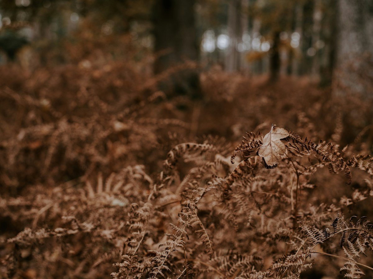 dried-ferns