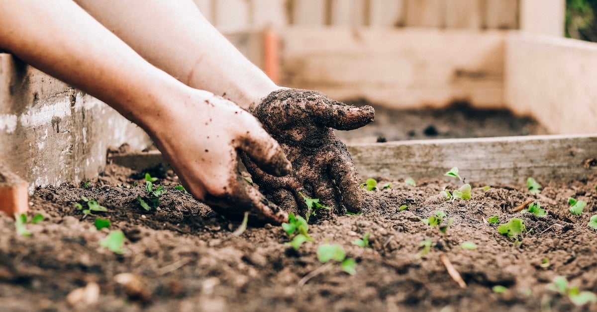 organic-soil-hands