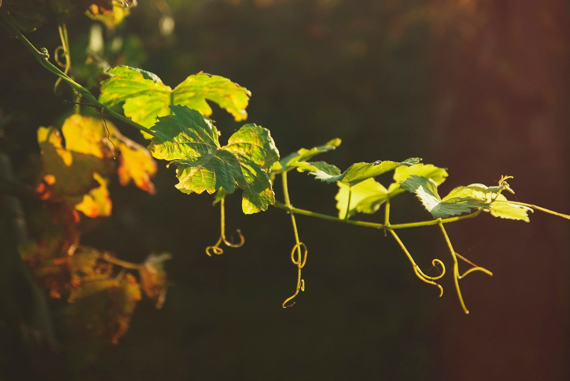 A young grapevine branch glowing in golden light