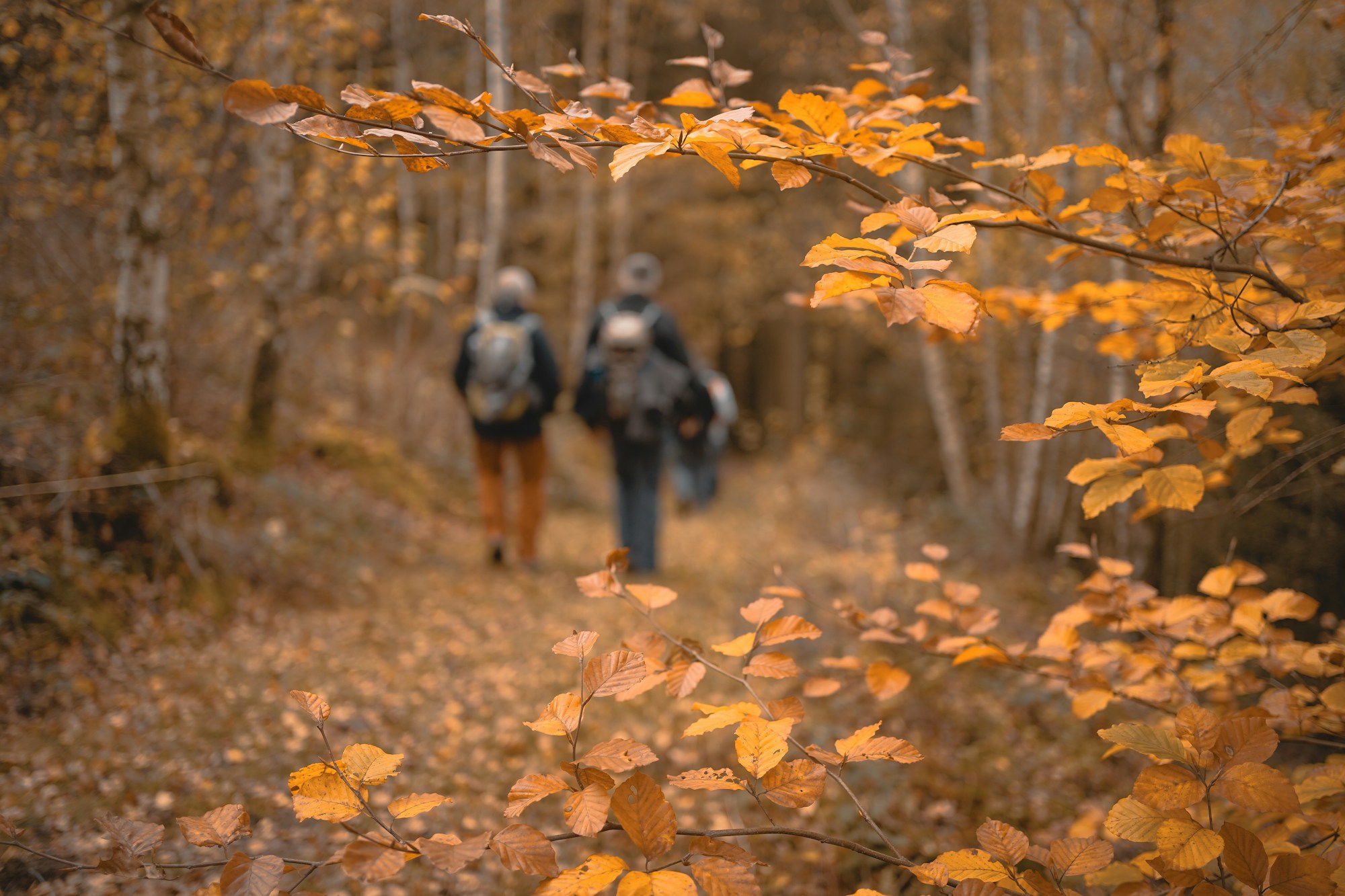 Friends walking together down a wooded path in autumn