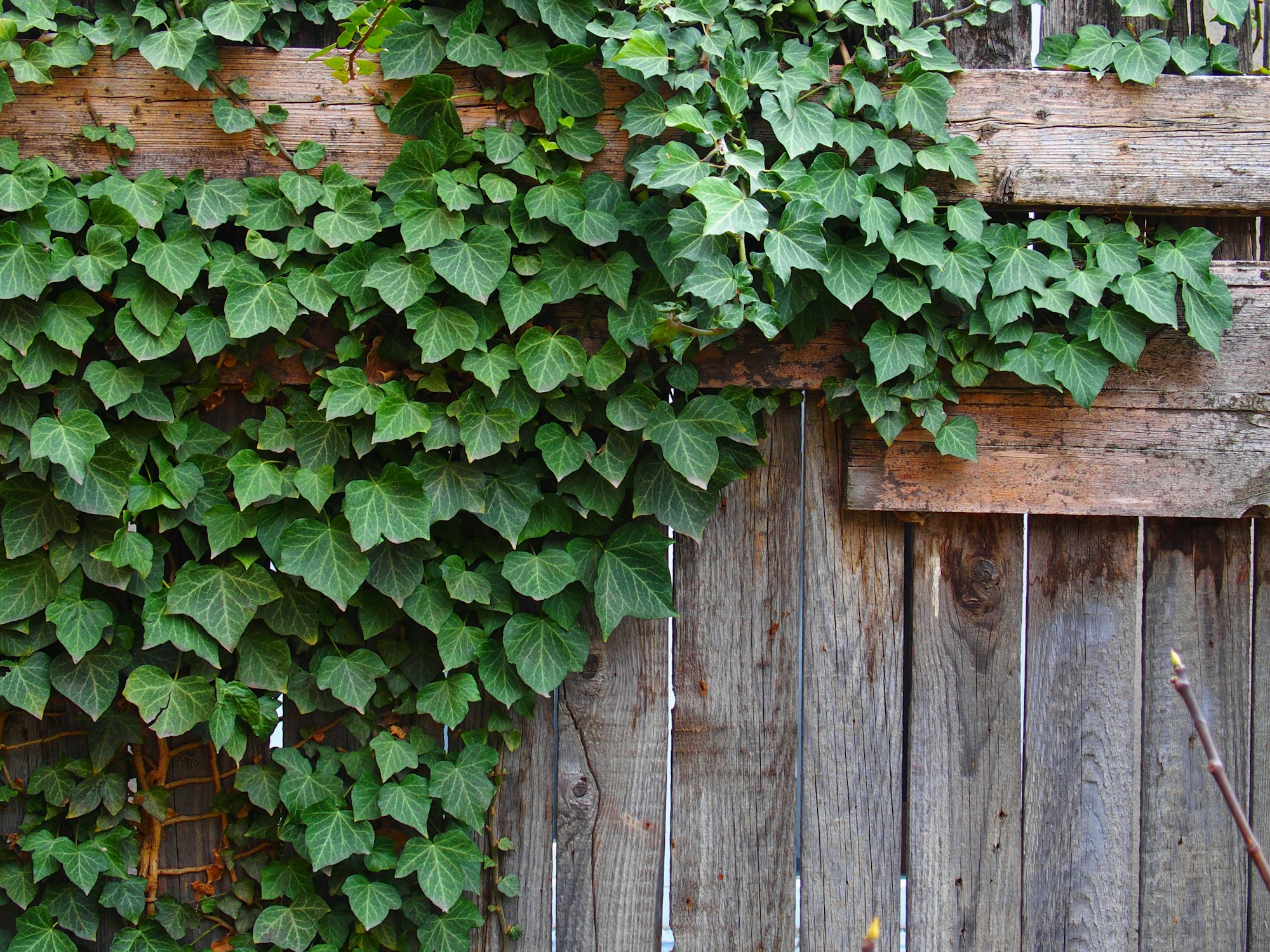 Green ivy growing over an old wooden fence