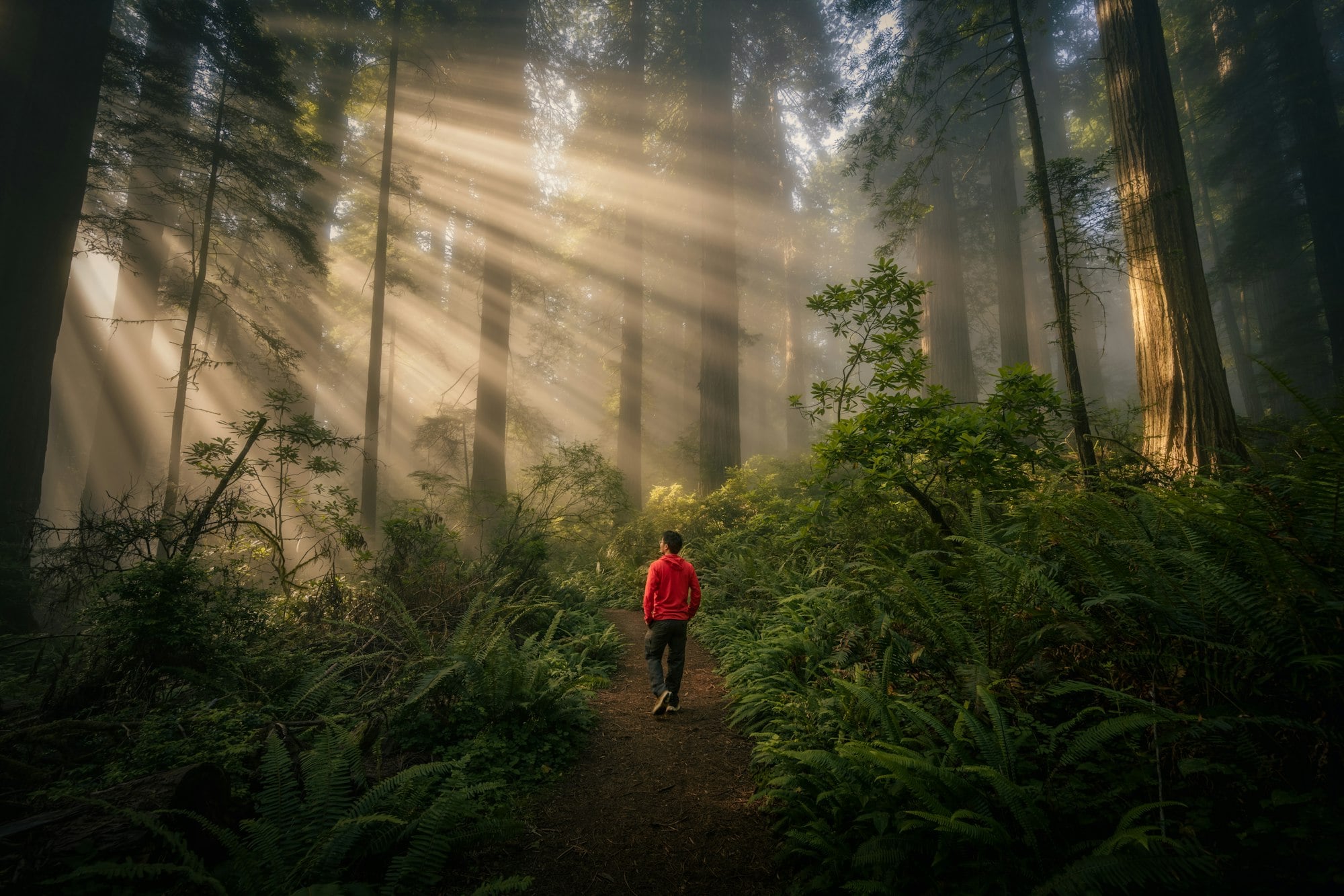 A person walking a forest trail through morning light, a picture of the soul as your whole life